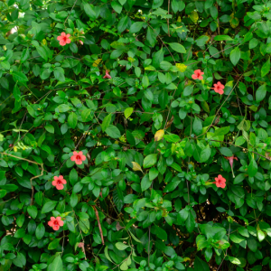 Barleria repens Nees (Small bush violet)