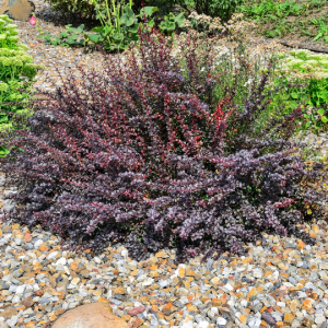 Berberis thunbergii 'Atropurpurea Superba' (Barberry 'Superba')