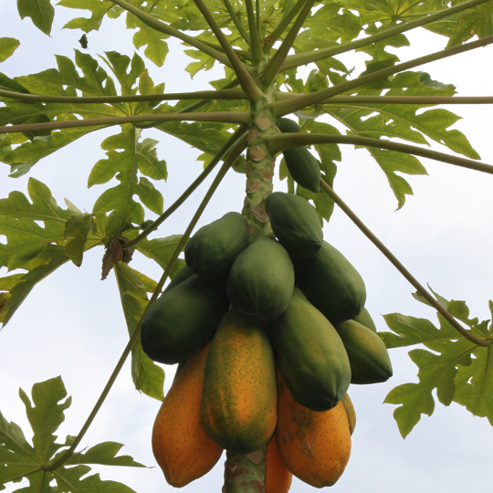 Carica papaya (Papaya, Paw-paw)