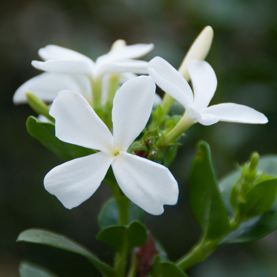 Carissa Macrocarpa (Green carpet)