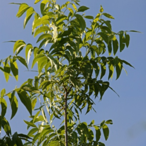 Carya illinoinensis (Pecan nut tree)