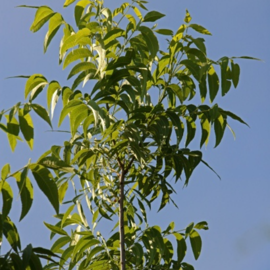 Carya illinoinensis (Pecan nut tree)
