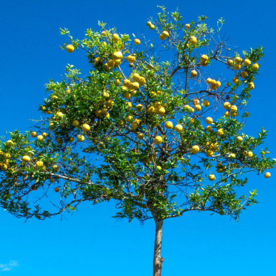 Citrus aurantiifolia (Lime tree)