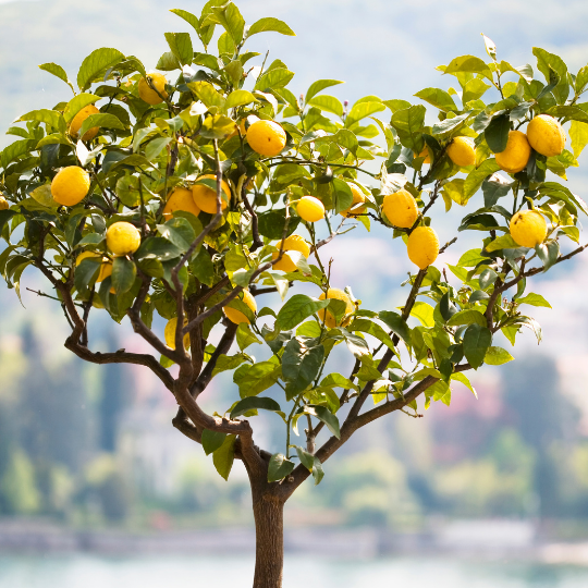 Citrus limon (Lemon tree)