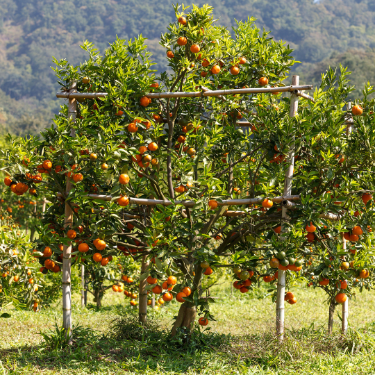 Citrus sinensis (Orange tree)