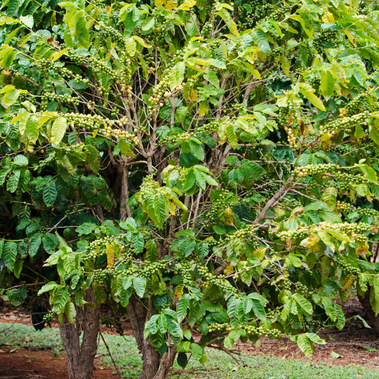 Coffea arabica (Coffee shrub)