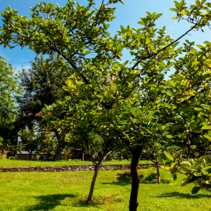 Cydonia oblonga (Quince)