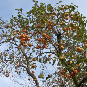 Diospyros kaki (Persimmon)