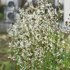 Eruca vesicaria (Rocket / Arugula)