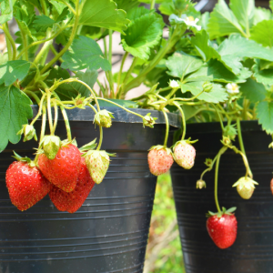 Fragaria Ananassa (Strawberry)