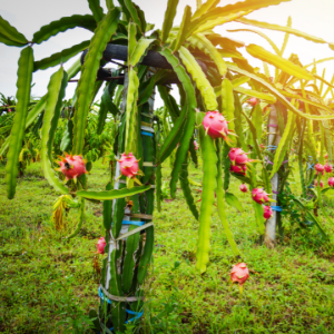 Hylocereus undatus (Dragon fruit)