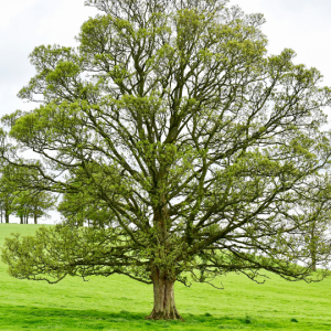 Juglans (Walnut tree)