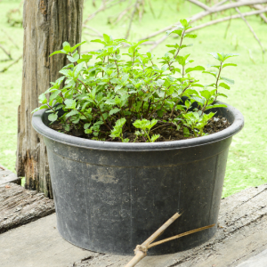 Mentha (Mint)