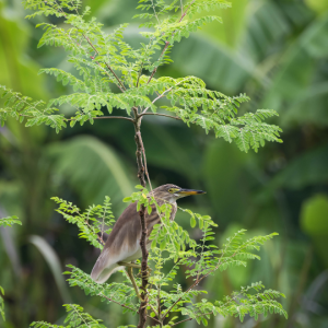 Moringa oleifera (Drumstick tree)