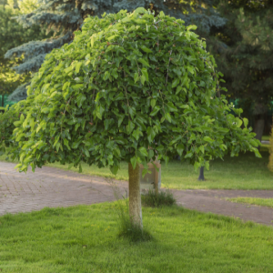 Morus alba 'Pendula' (Weeping mulberry)