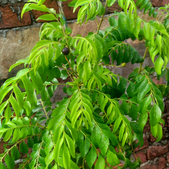 Murraya koenigii (Curry leaf tree)