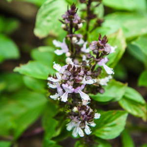 Ocimum basilicum (Sweet basil)