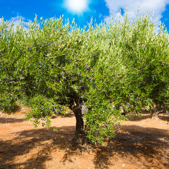 Olea europaea (Edible olive)