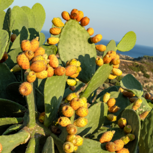 Opuntia (Cactus pear / Prickly pear)