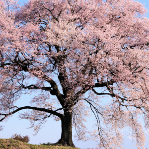 Prunus (Cherry tree / Wild cherry / Sweet cherry)