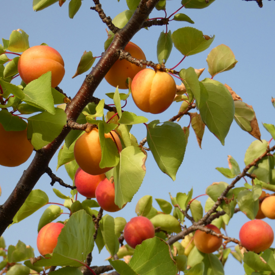 Prunus armeniaca (Apricot tree)