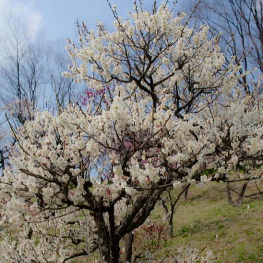 Prunus domestica (Plum)