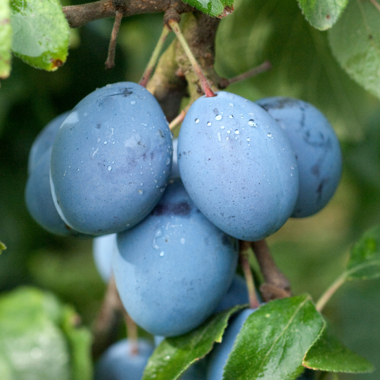 Prunus domestica (Prune)