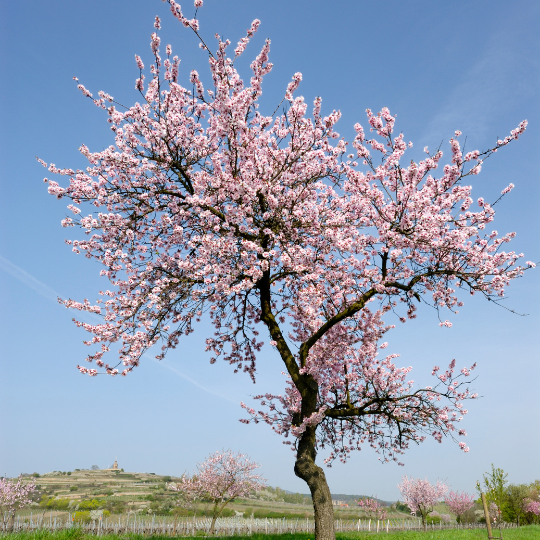 Prunus dulcis (Almond tree)