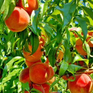 Prunus persica (Peach tree)