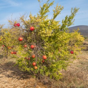 Punica granatum (Pomegranate)