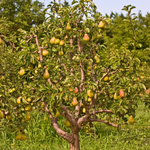 Pyrus (Pear tree)