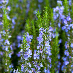 Salvia rosmarinus (Rosemary)