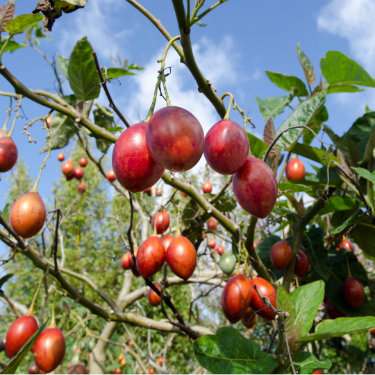 Solanum betaceum (Tree Tomato / Tamarillo)