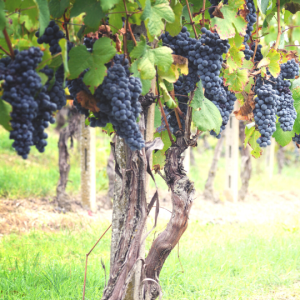 Vitis vinifera (Grape)