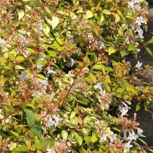 Abelia grandiflora 'Aurea' (Abelia 'Gold spot')